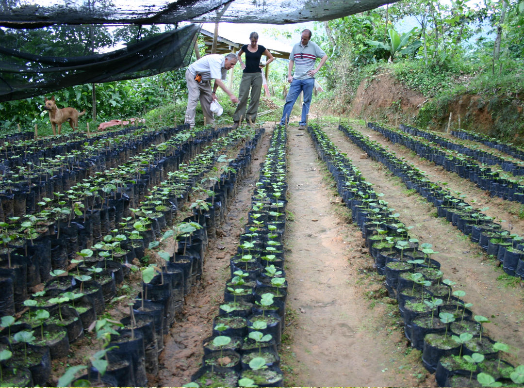 Kaffeepflanzung Mexiko Südamerika Zentralamerika